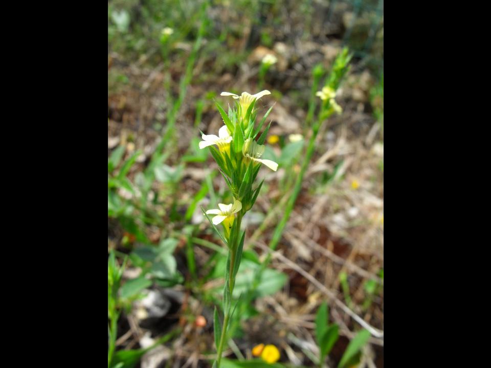 Linum strictum
